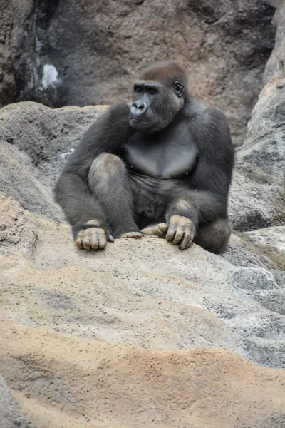 Güçlü Bir Yetişkin Siyah Goril Fotoğrafı — Stok fotoğraf