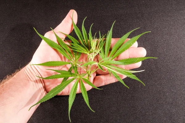 Kwitnąca Marihuana Zielone Dojrzałe Pąki Kwiatów — Zdjęcie stockowe