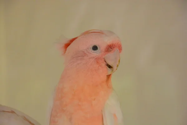 Pássaro Tropical Papagaio Com Pai Cor — Fotografia de Stock
