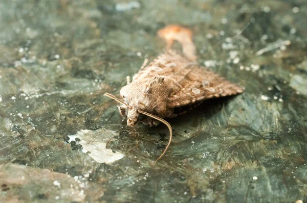 Gece Böceği Kahverengi Güve Görüntüyü Kapat — Stok fotoğraf
