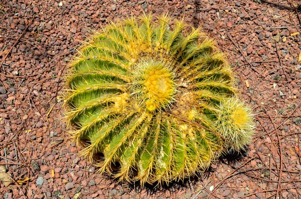 Runda Saftiga Växt Cactus Växer Stenar Grund — Stockfoto