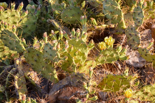 Green Prickly Pear Cactus Leaf Пустыне — стоковое фото
