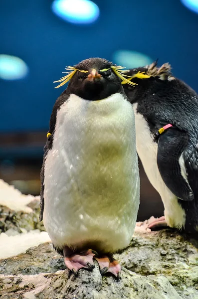 Pinguino Colorato Bianco Nero Luogo Freddo — Foto Stock