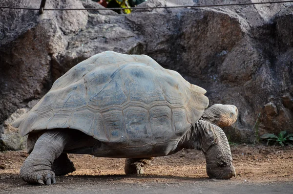 Giant Big Galapgos Earth Tortoise Turtle Floor — Stock Photo, Image