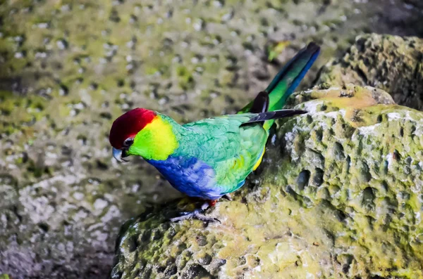 Papegaai Tropische Vogel Met Een Gekleurde Vader — Stockfoto