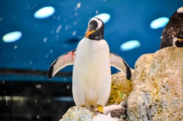 Pingüino Color Blanco Negro Lugar Frío —  Fotos de Stock