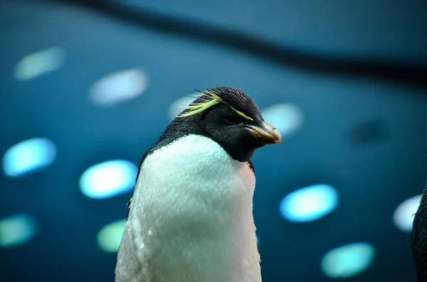 Czarno Biały Kolorowy Pingwin Zimnym Miejscu — Zdjęcie stockowe