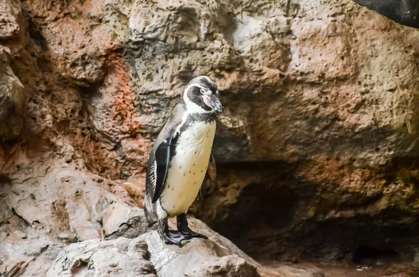 Pinguino Colorato Bianco Nero Luogo Freddo — Foto Stock