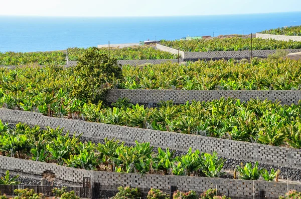 Bananenplantage Tenerife Canarische Eilanden — Stockfoto