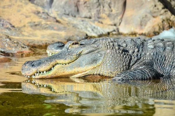 Big Brown Galben Amfibian Crocodil Preistoric — Fotografie, imagine de stoc