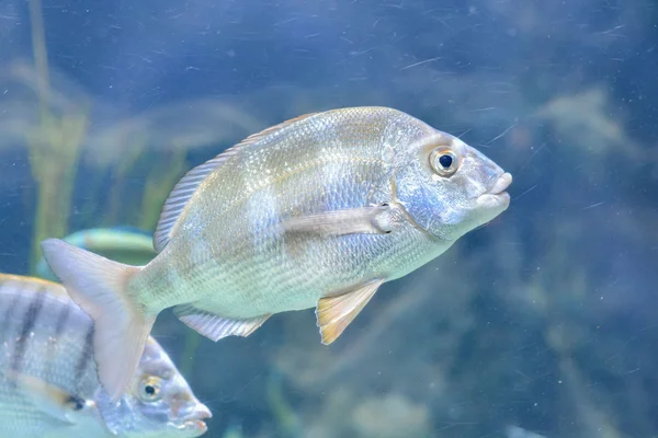 Obrázek Podmořských Ryb Akváriu Vodní Nádrž — Stock fotografie