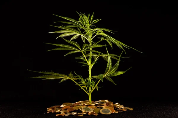 Bild Marijuana Och Money Cannabis Affärsidé — Stockfoto