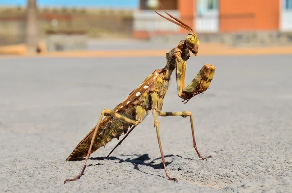 Bruin Gekleurde Volwassen Slimme Insect Mantis Religiosa — Stockfoto