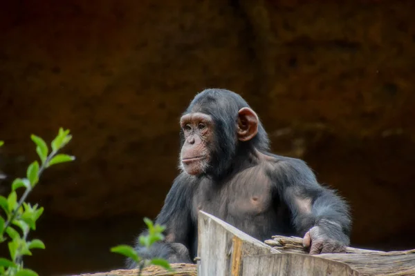 Wilder Schwarzer Schimpanse Säugetier Affe Affe Tier — Stockfoto