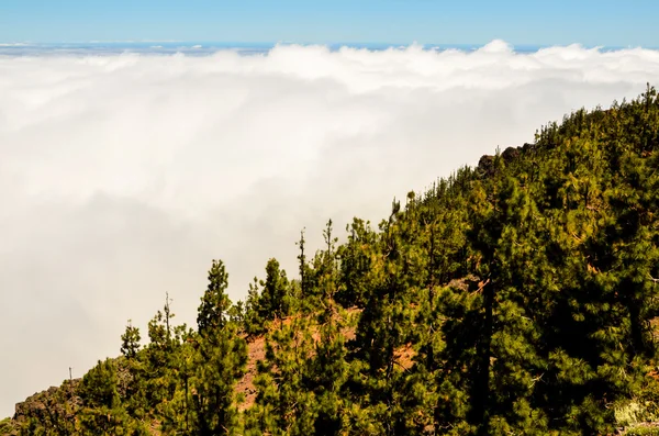 High Clouds Pine Cone Trees Forest Tenerife Island — Stock Photo, Image