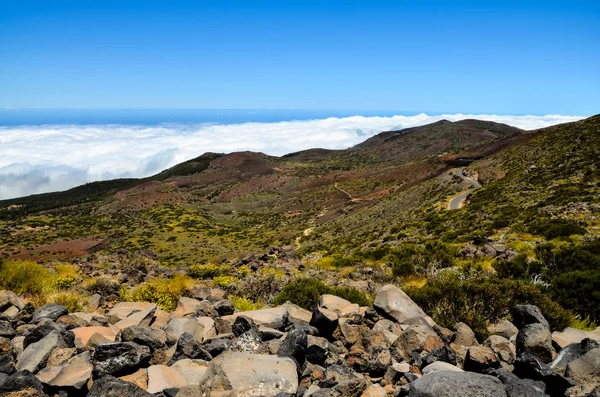 Nuvole Alte Sopra Foresta Alberi Pino Nell Isola Tenerife — Foto Stock