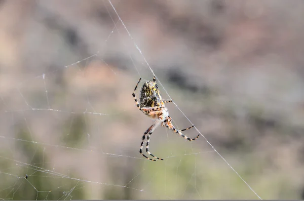 Big Insect Spider Web Dans Nature — Photo