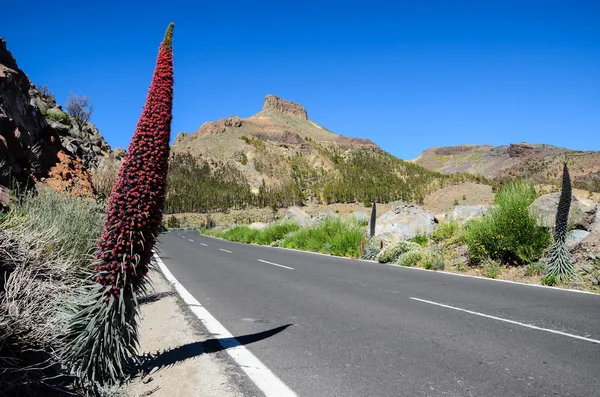 Especímenes Bugloss Endémico Tenerife Parque Nacional Del Teide Islas Canarias —  Fotos de Stock