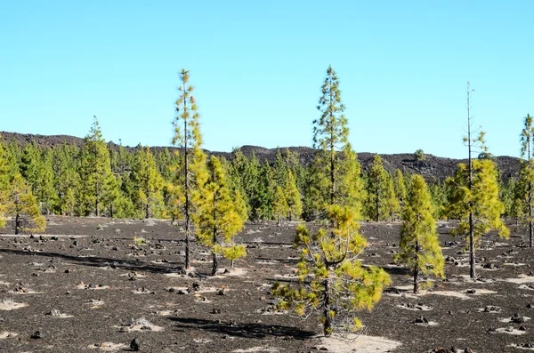 Корона Предупреждает Teide Национальном Парке Тенерифе Канареечной Сосной — стоковое фото