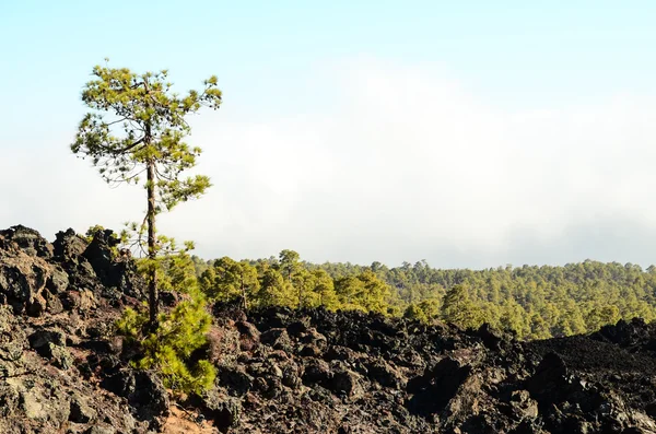 Corona Forestal Parque Nacional Teide Tenerife Com Pinheiro Canário — Fotografia de Stock