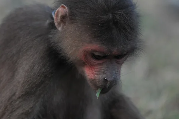 Jovem Macaco Marrom Correntes Vietnã — Fotografia de Stock