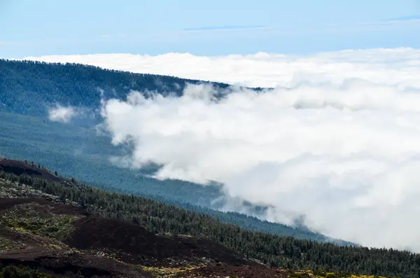 Высокие Облака Над Лесом Пайн Коун Острове Тенерифе — стоковое фото