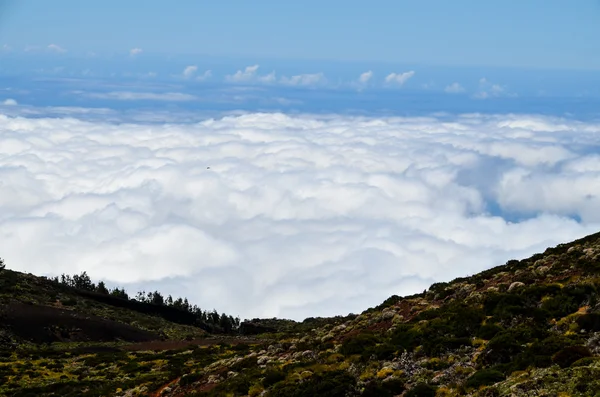 High Clouds Pine Cone Trees Forest Ilha Tenerife — Fotografia de Stock