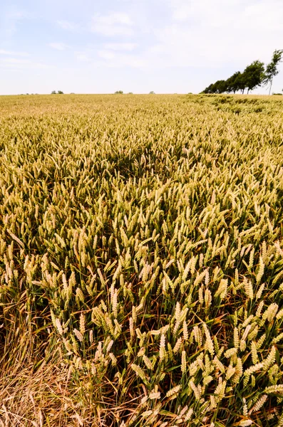 Textured Wheat Field Het Europese Platteland Duitsland — Stockfoto