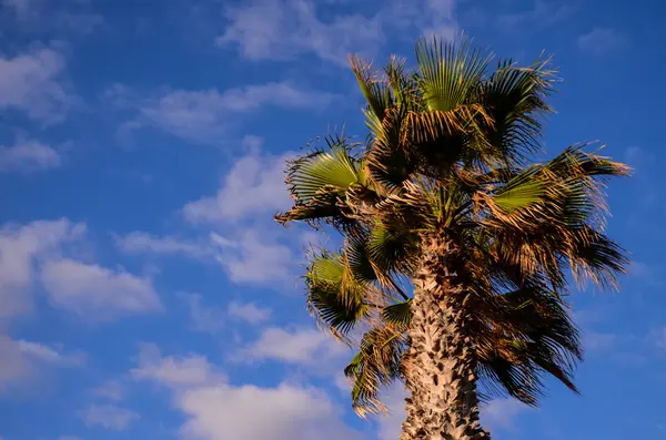 Zielona Palma Kanaryjska Tle Błękitnego Nieba — Zdjęcie stockowe