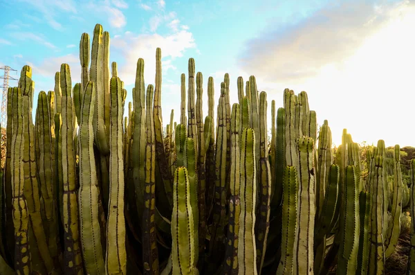 Calm Cactus Desert Sunset Tenerife Canary Island — Stock Photo, Image
