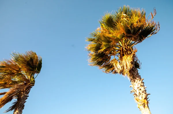 蓝天背景下的绿色棕榈树 — 图库照片