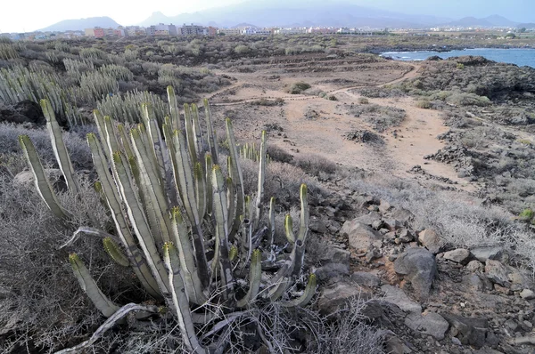 Sappige Cactus Plant Woestijn Canarische Eilanden Spanje — Stockfoto