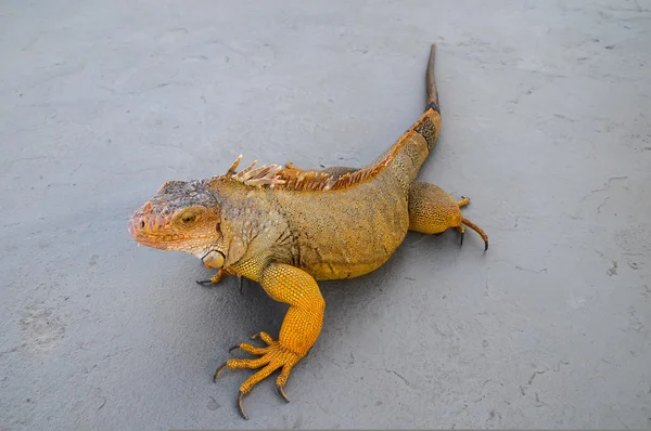 Colorido Jovem Masculino Iguana Lizard Uma Superfície Cinza — Fotografia de Stock