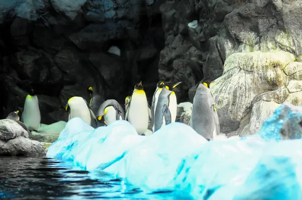 Zwart Wit Gekleurde Pinguïn Een Koude Plaats — Stockfoto