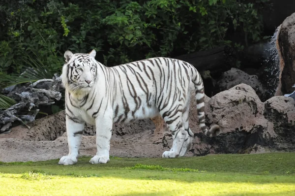 Seltener Schwarz Weiß Gestreifter Erwachsener Tiger — Stockfoto