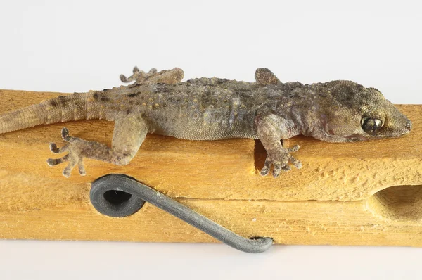 Pequeño Lagarto Gecko Pinza Ropa Sobre Fondo Blanco — Foto de Stock