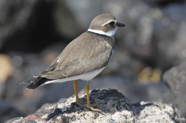 One Adult Kentish Plover Water Bird Dekat Pantai Rock — Stok Foto