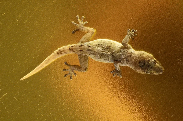 Pequeño Lagarto Gecko Gris Sobre Fondo Coloreado — Foto de Stock