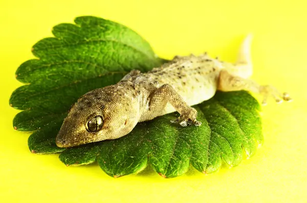 Pequeño Lagarto Gecko Una Hoja Verde Sobre Fondo Coloreado — Foto de Stock