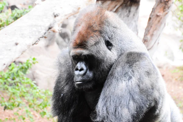 Foto Ett Stort Däggdjur Grå Vuxen Stark Gorilla — Stockfoto