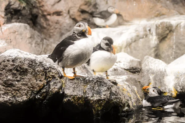 Foto Van Wild Penguin Animal Bird Playing — Stockfoto