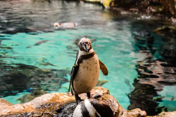 Foto Van Wild Penguin Animal Bird Playing — Stockfoto