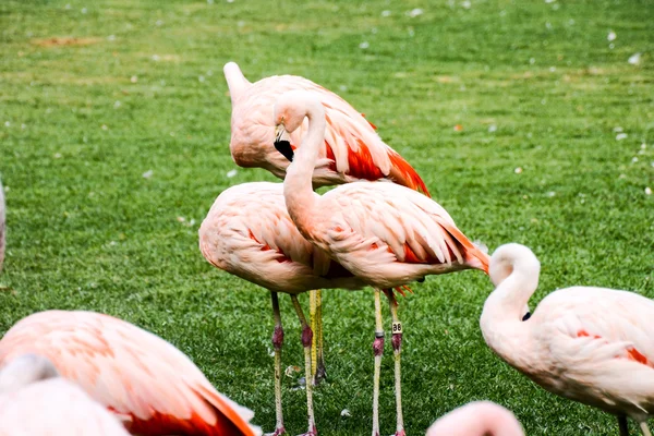 Foto Van Roze Dier Vogel Wild Flamingo — Stockfoto