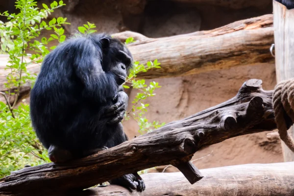 Zdjęcie Czarny Szympans Małpa Ssak Zwierzę — Zdjęcie stockowe