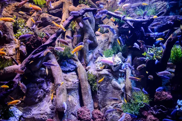 Fotomotiv Ein Aquarium Voller Schöner Tropischer Fische — Stockfoto