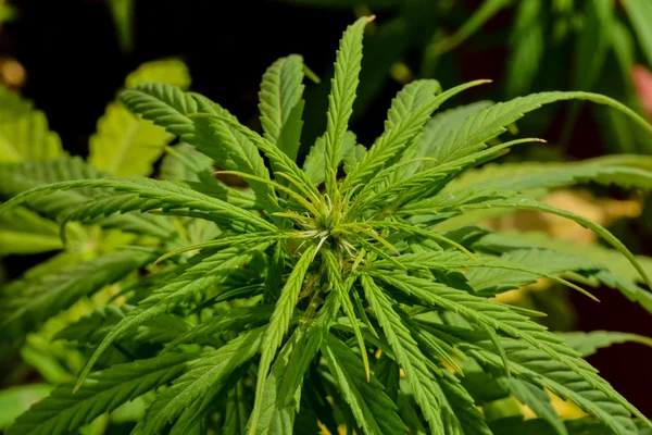 Foto Foto Del Detalle Planta Hoja Marihuana Cannabis Verde Joven — Foto de Stock