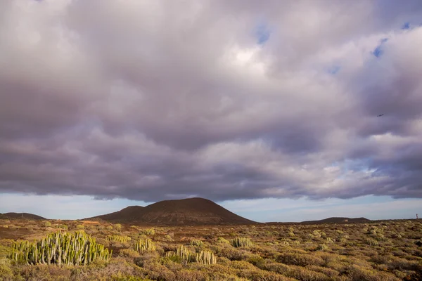 Klidný Západ Slunce Pouště Kaktus Kanárském Ostrově Tenerife — Stock fotografie