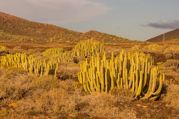 Calm Cactus Woestijn Zonsondergang Tenerife Canarische Eilanden — Stockfoto