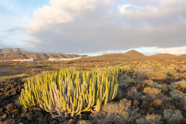 Calma Cactus Desert Sunset Tenerife Isola Delle Canarie — Foto Stock