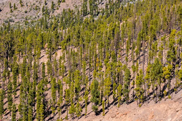 Foto Imagen Pino Bosque Verde — Foto de Stock